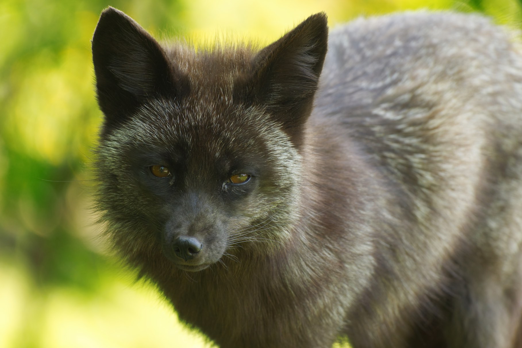 Fox 4 0615
